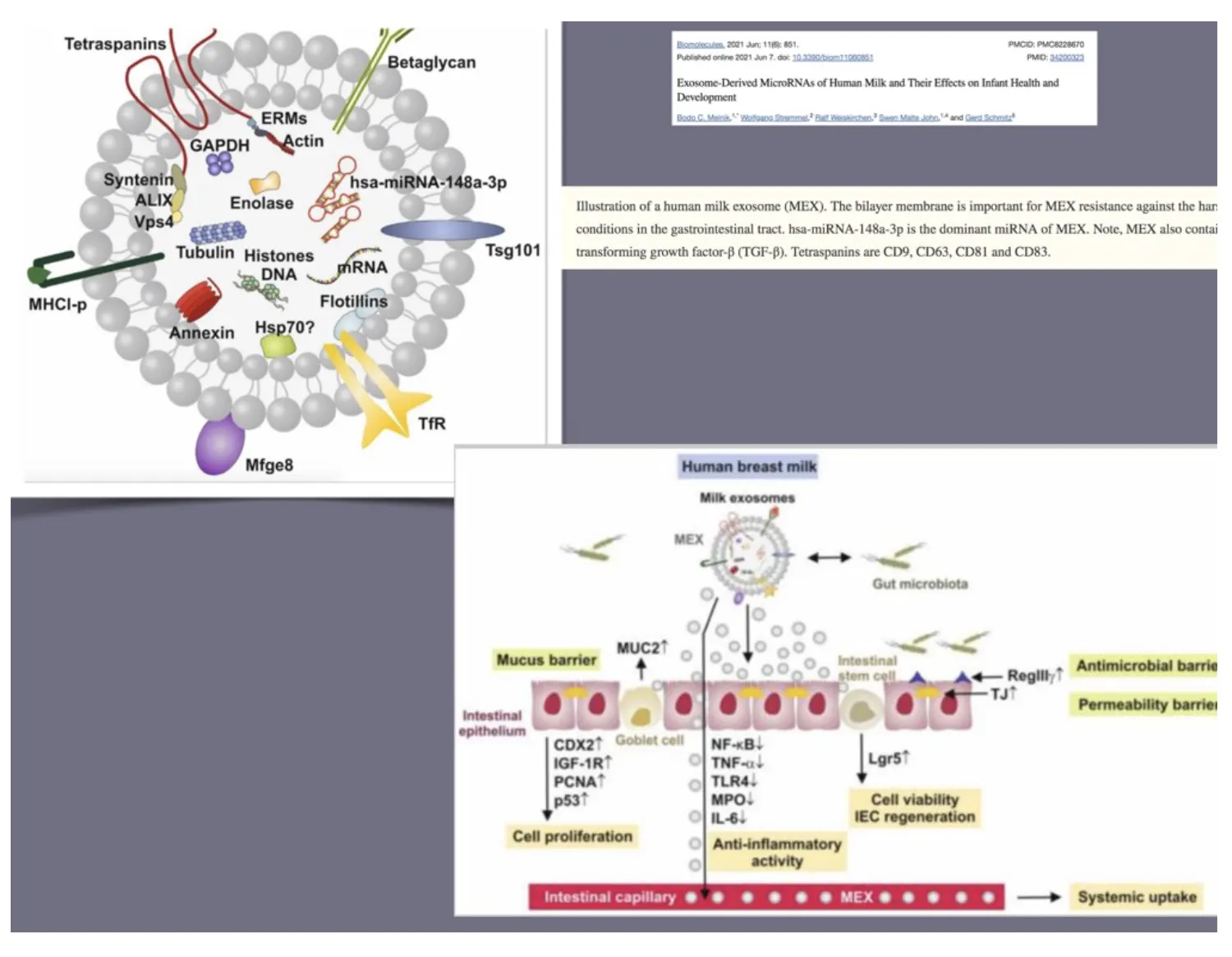 taballa-metaboliti -1