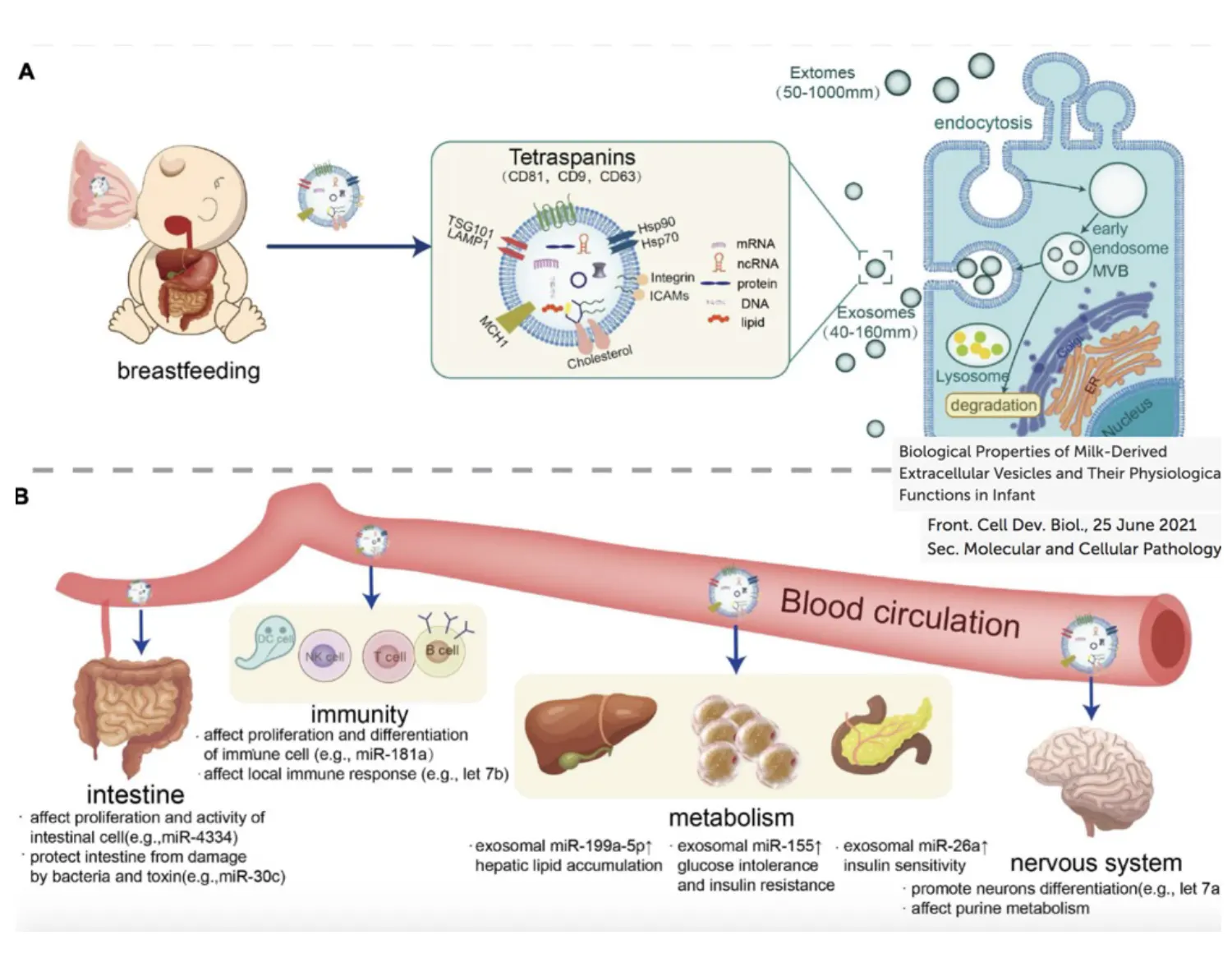 taballa-metaboliti -2